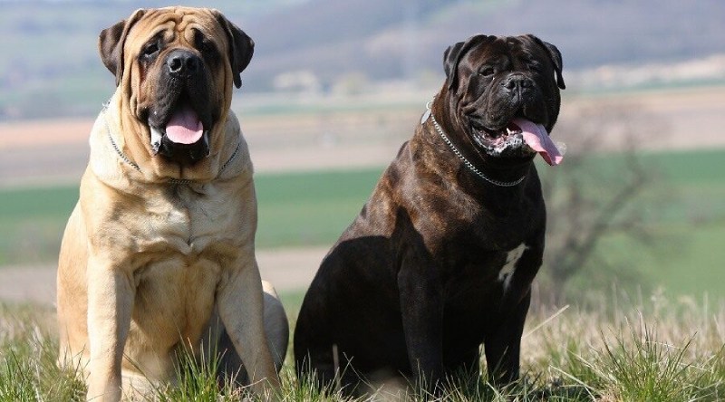 The Bullmastiff