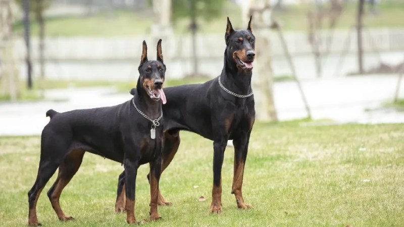 The Doberman Pinscher