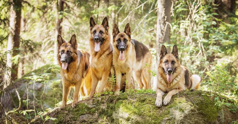 The German Shepherd