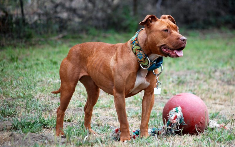 The Pit Bull Terrier