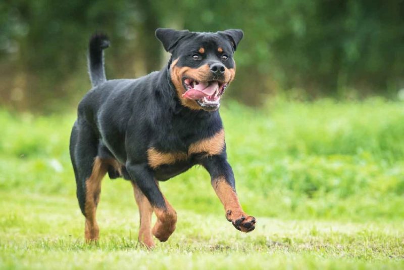 The Rottweiler