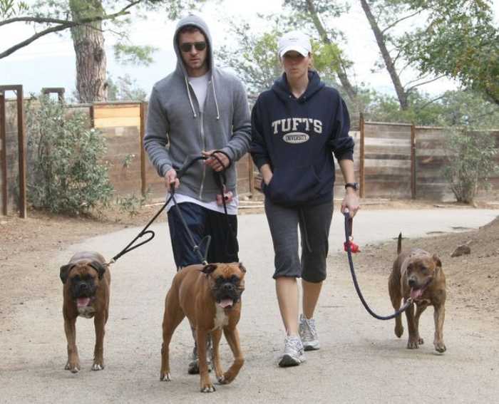 Tips To Train Boxer Dogs