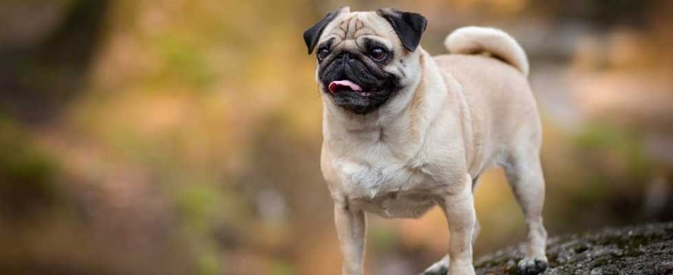 pug dog breeds in india