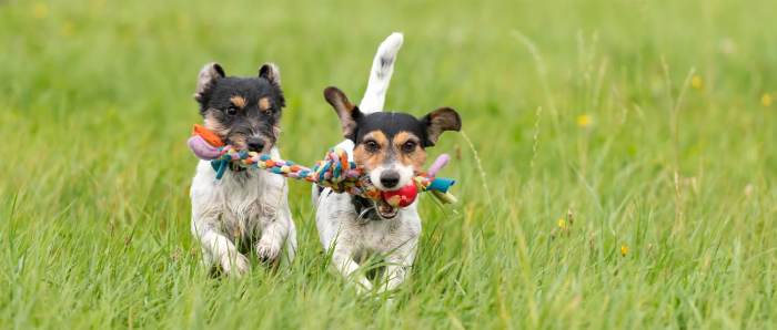 Understanding the Advantages of Dog Playtime