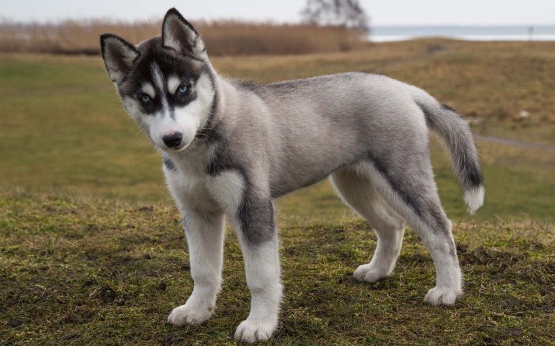 Understanding The Husky Dog Price Range in India