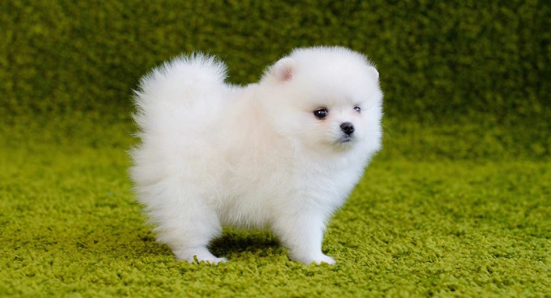 What Is Good About A Pomeranian Dog?
